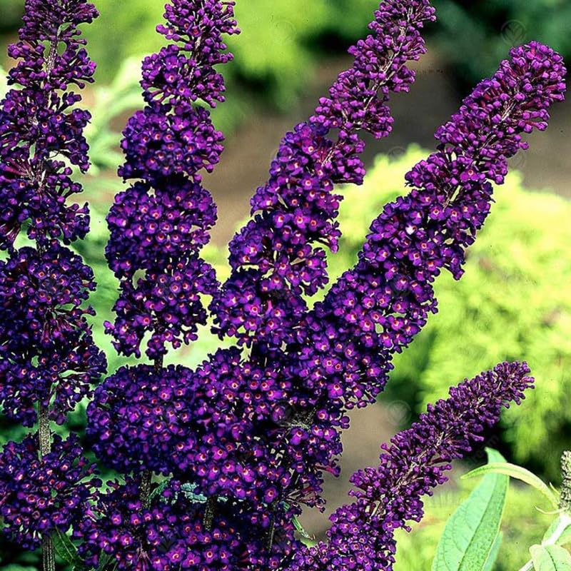 Pack 2 Butterfly Bush Live Plant, Fragrant Buddleia Shrub, 4-9 Inch Height, Vibrant Blooms for Landscaping (Black Butterfly)