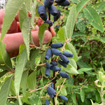 Blue Honeyberry Plant Live, Sweet Blue Honey Berry Tree, Perennial Haskap Plants, 6-8 Inch Tall for Planting