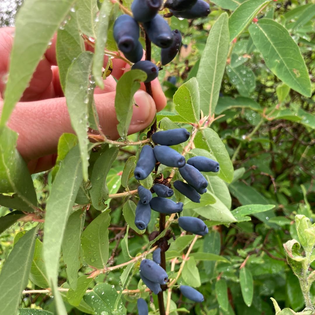 Blue Honeyberry Plant Live, Sweet Blue Honey Berry Tree, Perennial Haskap Plants, 6-8 Inch Tall for Planting