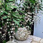 2 Clerodendrum Live Plants, Clerodendrum Light Wallichii Smithianum White Blooms, 5-9 Inc Tall