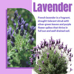 Lavender Live Plant, Lavender Plants, Perennial Purple Flowers, 4-7 inches in Height, 4 inch Pot for Planting