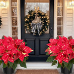 2 Poinsettia Plants Live, Variegated Red Poinsettia Flowers Christmas Decorations, Holiday Houseplant, Poinsettias Trees Plants, No Pot, 5-9" Tall
