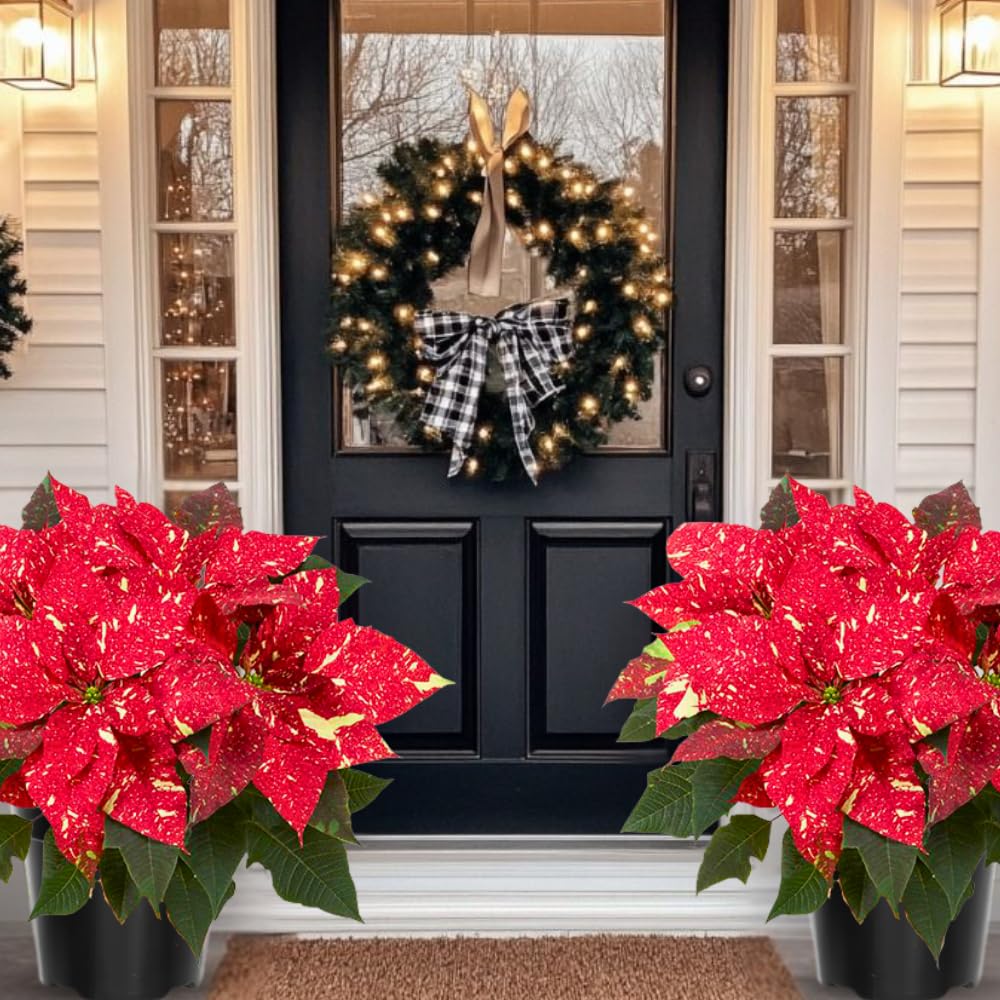 2 Poinsettia Plants Live, Variegated Red Poinsettia Flowers Christmas Decorations, Holiday Houseplant, Poinsettias Trees Plants, No Pot, 5-9" Tall