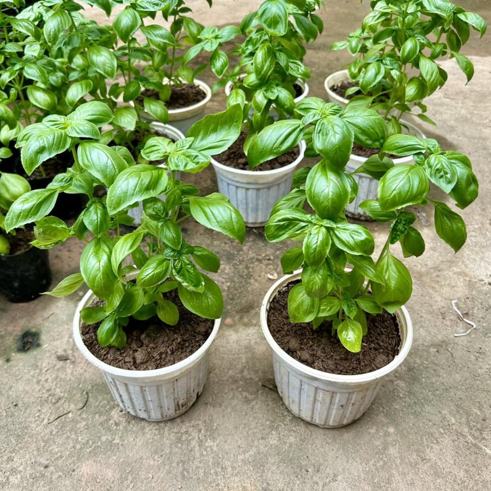 Basil Plants, Sweet Basil Live Plant in 4 Inch Pot - Fragrant Large Leaves, 4-8” Tall Herb Plant, 2 Plants Per Pot, Indoor Outdoor Garden Growing