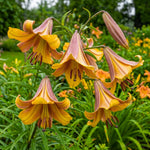 Pack of 2 Orange Yellow Bulbs for Planting, Size XL, Bright Sunny Blooms, Summer Flowering Perennial Garden Flowers, Lily Bulbs for Containers and Outdoor Garden