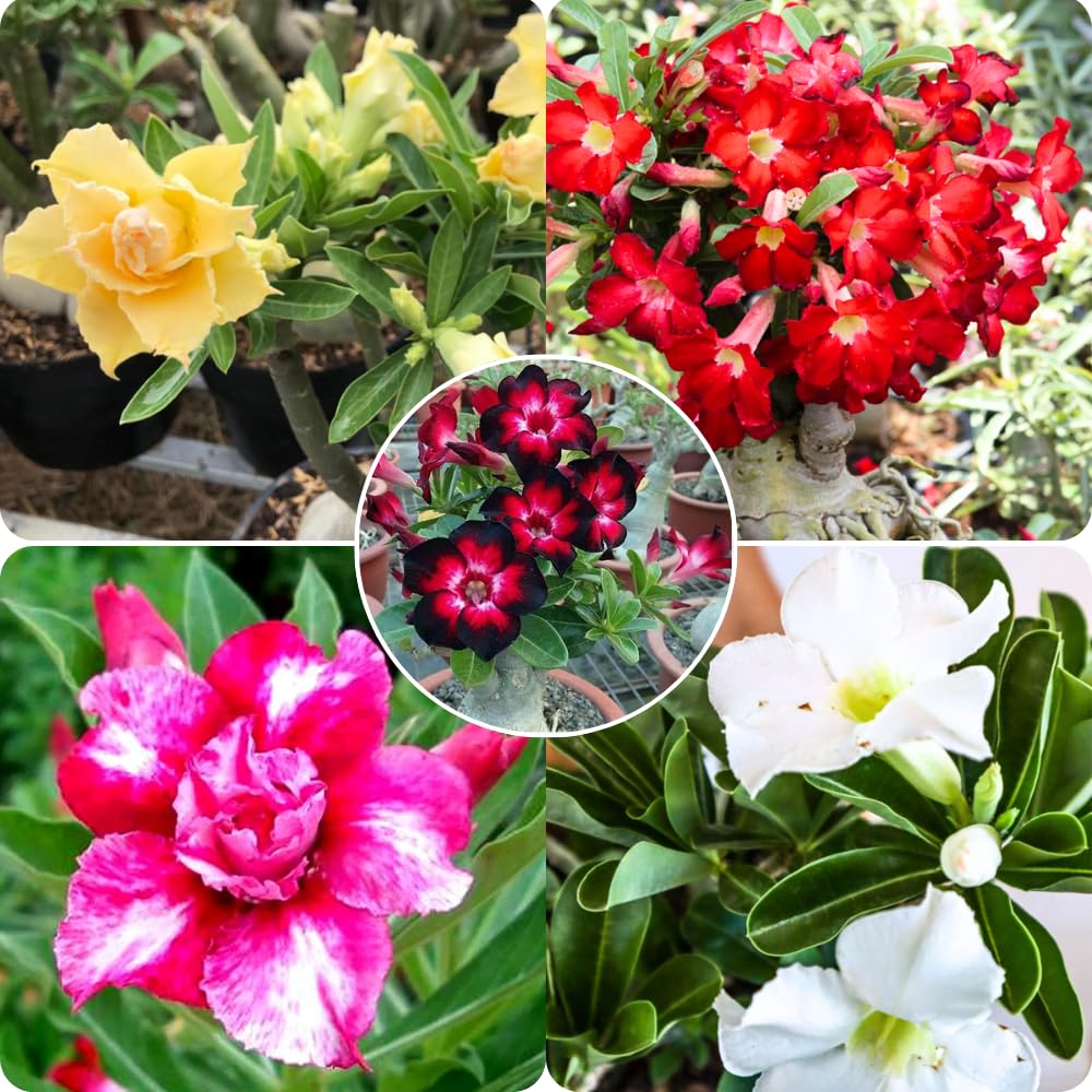 Set 2 Mixed Desert Rose Plants Live, Adenium Obesum, 4–8 Inch Tall, Well-Rooted Succulent Plants