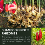 10 Awapuhi Shampoo Ginger Live Plant Rhizomes, Fresh Red Ginger Rhizomes Roots, Pinecone Zingiber Zerumbet Hawaiian Ginger Lily for Zones 8-11
