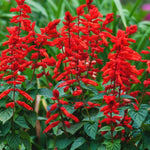 4 Fragrant Sage Salvia Live Plants, Planting in Spring Sage Plants Live, 5 to 10 Inches in Tall, Change Color (Red)