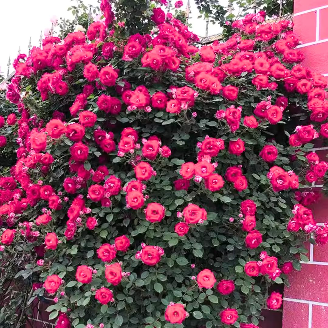 Pink Climbing Rose Live Plant, 6 Months Old Starter, Fragrant Purple Climbing Roses for Planting Outdoor, No Pot