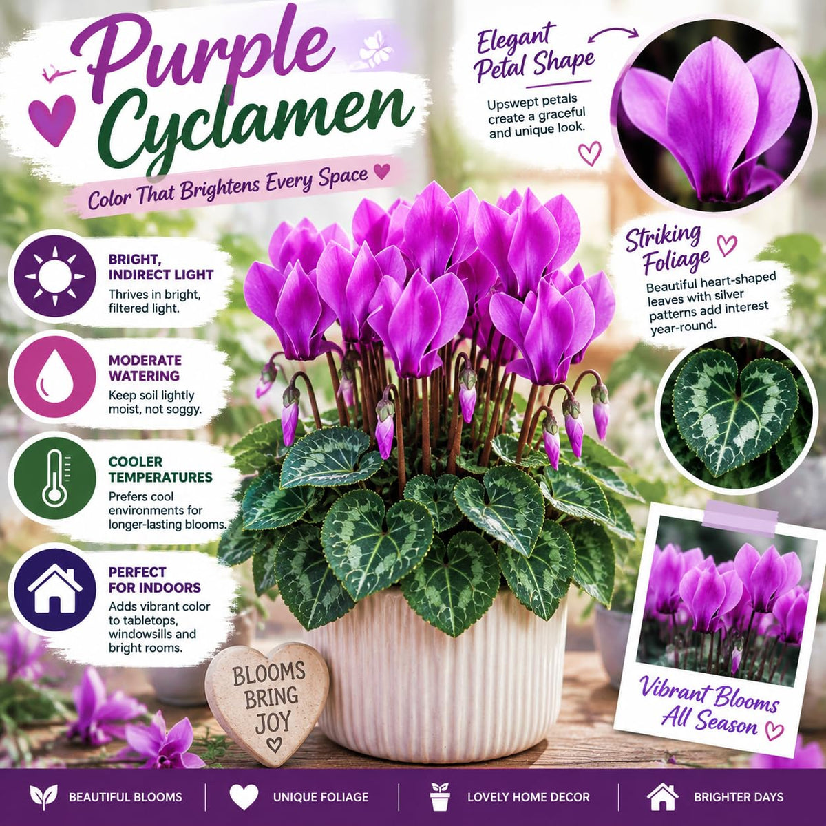 Purple Cyclamen Plant Live, Flowering Houseplant, 4" Pot