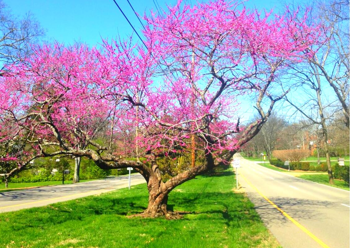 Eastern Redbud Tree Live Plant Dormant, 6 to 13 Inch Tall, Red Bud Tree Plants Live, Purple Lavender Redbud Blooms Color