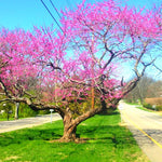 10 Eastern Redbud Trees Live Plants Bare Roots, Dormant, 12 to 24 Inc Tall Pink Flowering Ornamental Tree, Redbud Tree Eastern, Redbud Trees for Planting