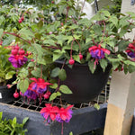 4 Live Fuchsia Plants, Purple Pink Fuchsia Plants Live Hanging Basket from 4 Inc Tall