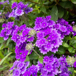 Verbena Plants Live, Verbena Plant from 4-8 Inches Tall, Long Blooming Outdoor Flower Plant for Garden Beds, Hanging Baskets and Containers (Purple)