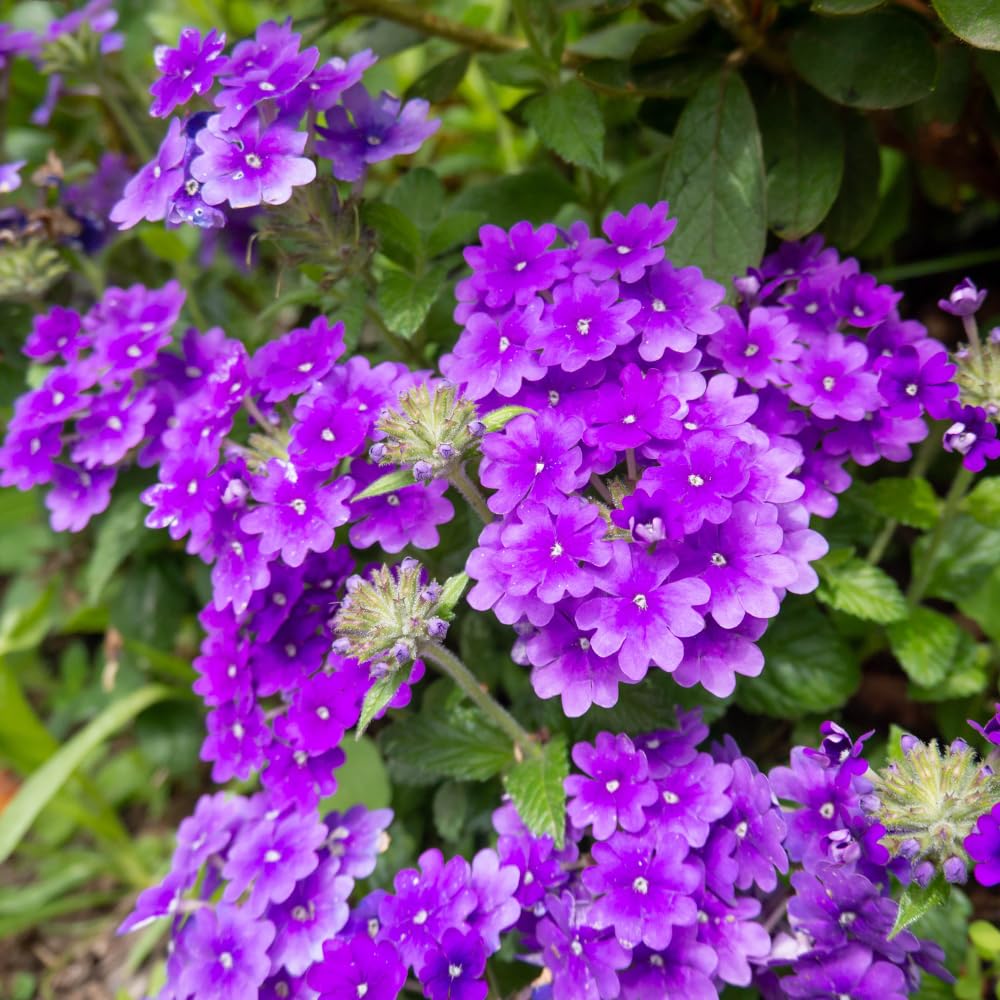 Verbena Plants Live, Verbena Plant from 4-8 Inches Tall, Long Blooming Outdoor Flower Plant for Garden Beds, Hanging Baskets and Containers (Purple)