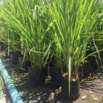 Pack 8 Lemon Grass Live Plants, Lemongrass Plants for Outside, Rooted Lemongrass Stalks, Well-Rooted, No Pot