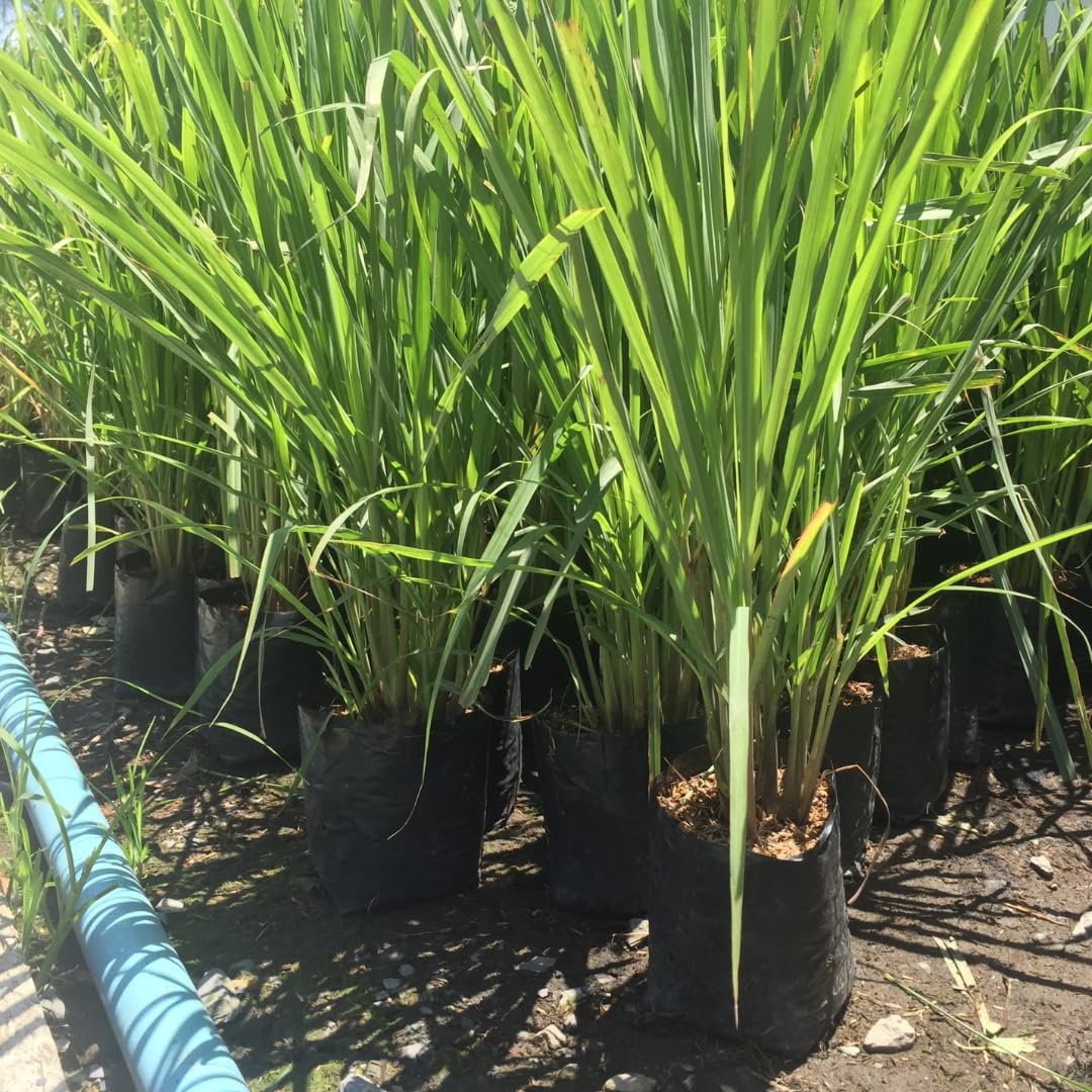 Pack 8 Lemon Grass Live Plants, Lemongrass Plants for Outside, Rooted Lemongrass Stalks, Well-Rooted, No Pot