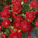 2 Red Mums Plants Live, Chrysanthemum Plants Live, 5 to 7 Inc in Height, Chrysanthemum Flower Live Plant Gardening, Mum Live Plant