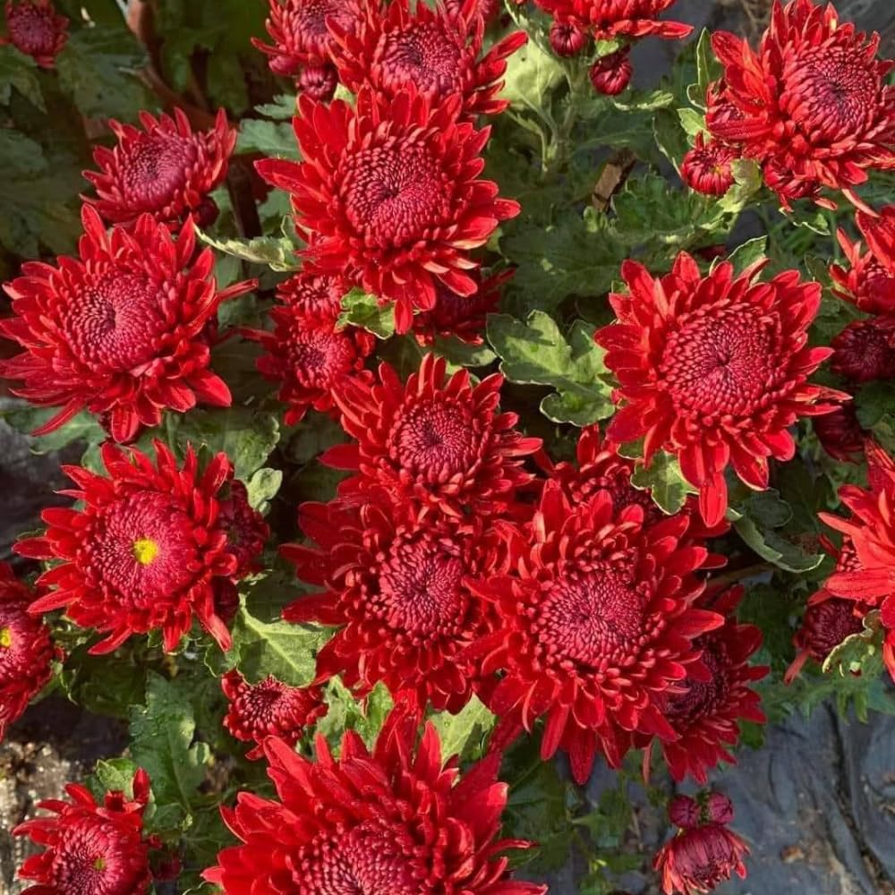 2 Red Mums Plants Live, Chrysanthemum Plants Live, 5 to 7 Inc in Height, Chrysanthemum Flower Live Plant Gardening, Mum Live Plant