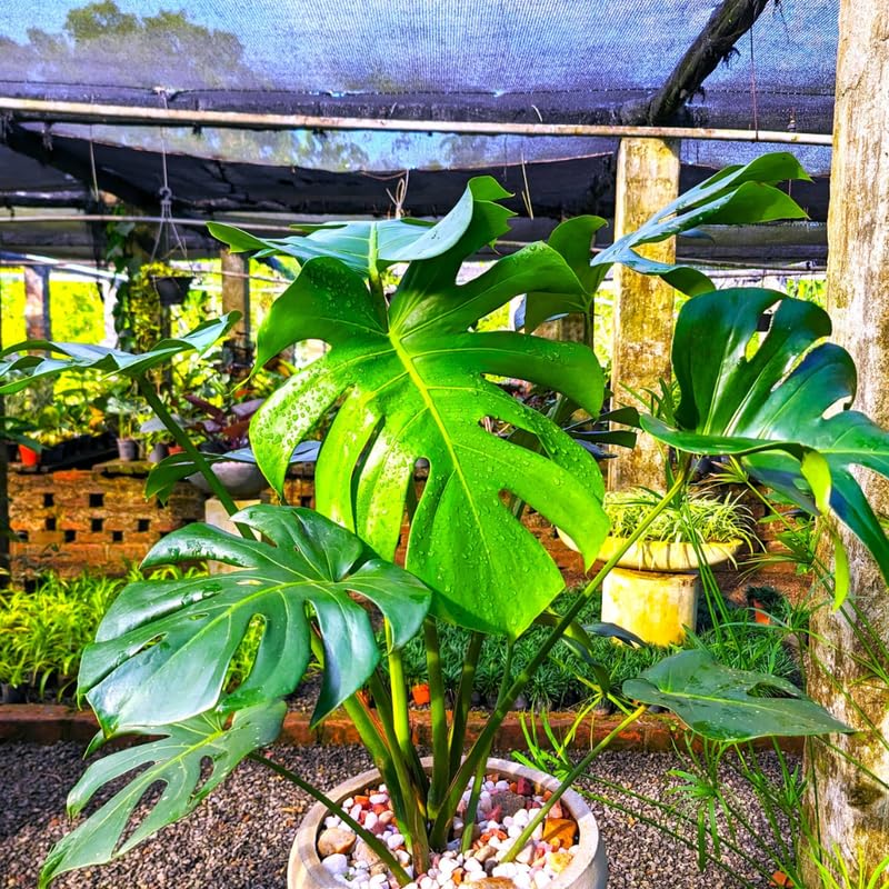 Monstera Plant Live, Rare Tropical Philodendron Indoor Live Plant, Low Maintenance Houseplant 4-8 Inches (Deliciosa Monstera)