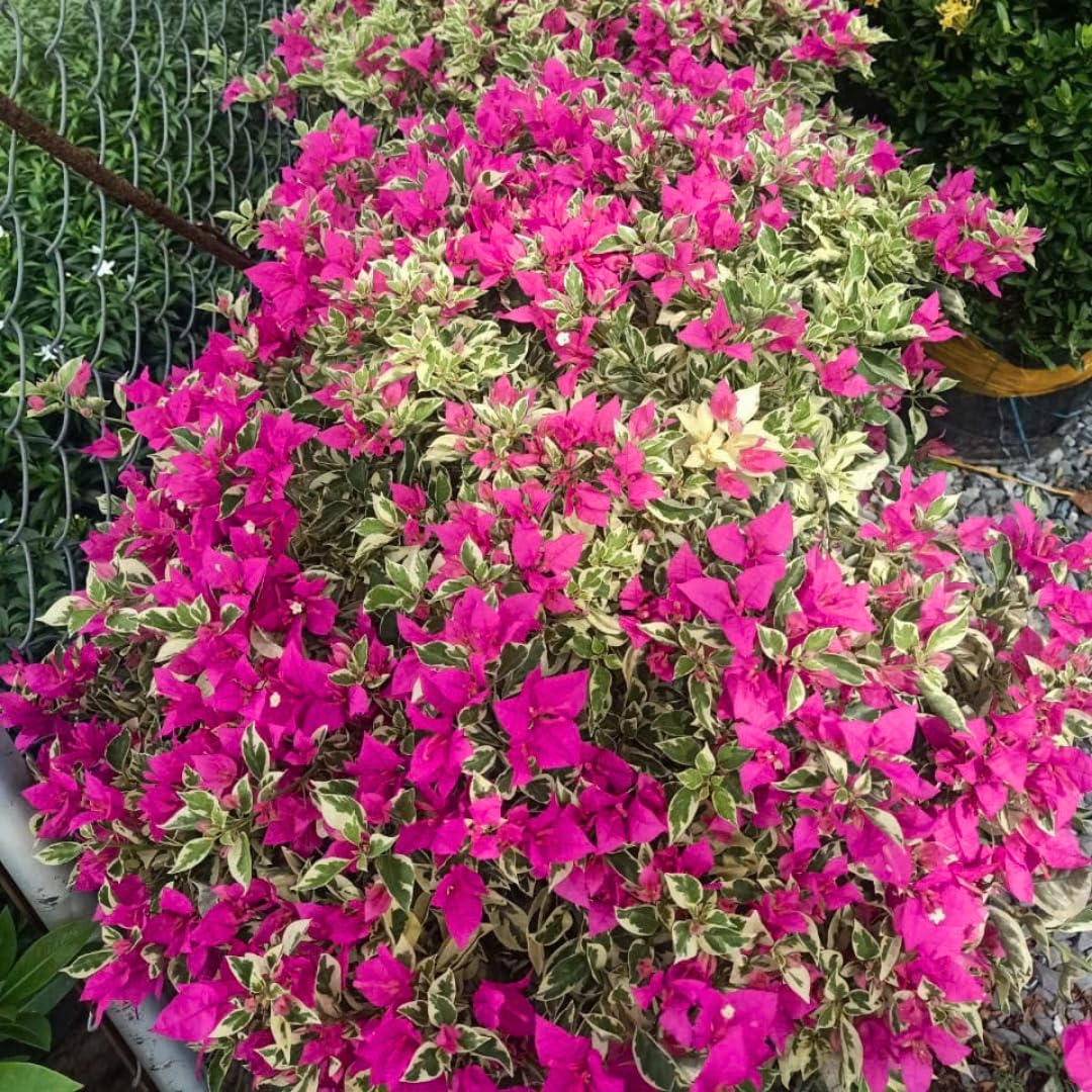 Sets 3 Climbing Bougainvillea Plants Live for Full Sun Trellis Tree, Shrub or Vine Bougainvillea Vibrant Bloom, Very Hardy, 5-9" Tall, Raspberry Ice Vivid Pink