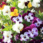 Mix Pansy Plants, Coloful Pansies Plant in 4 Inch Pot, Annual Flower Plant, 4-6" Tall Plants for Garden