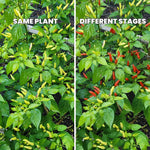 Pepper Plant Live, Hot Pepper Starter Plant, Edible Chili Pepper Seedling for Patio Containers and Backyard Gardens, 4 to 7 Inches Tall, 2 Plants in Pot