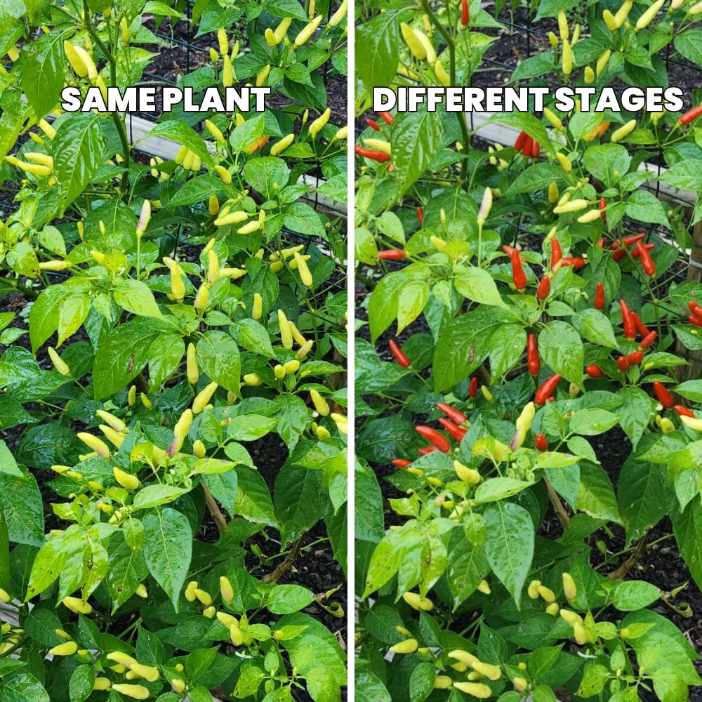 Pepper Plant Live, Hot Pepper Starter Plant, Edible Chili Pepper Seedling for Patio Containers and Backyard Gardens, 4 to 7 Inches Tall, 2 Plants in Pot