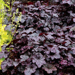 2 Heuchera Live Plants, Coral Bells Heuchera Perennials for Outdoor Garden, Shade Border, Containers, 4-6” Tall Well-Rooted (Black Heuchera)