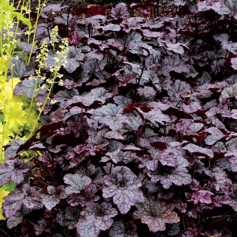 Pack 3 Heuchera Plants Live, Coral Bells Plants 4-7” Tall for Shade Gardens, Borders, Pots, Heuchera Perennials Seedlings (Black Heuchera)