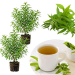 2 Live Lemon Verbena Plant, 3-5 Inches Tall, Fragrant Lemon Verbena Herb Plant for Garden Beds, Patio Pots, and Indoor Containers, No Pot