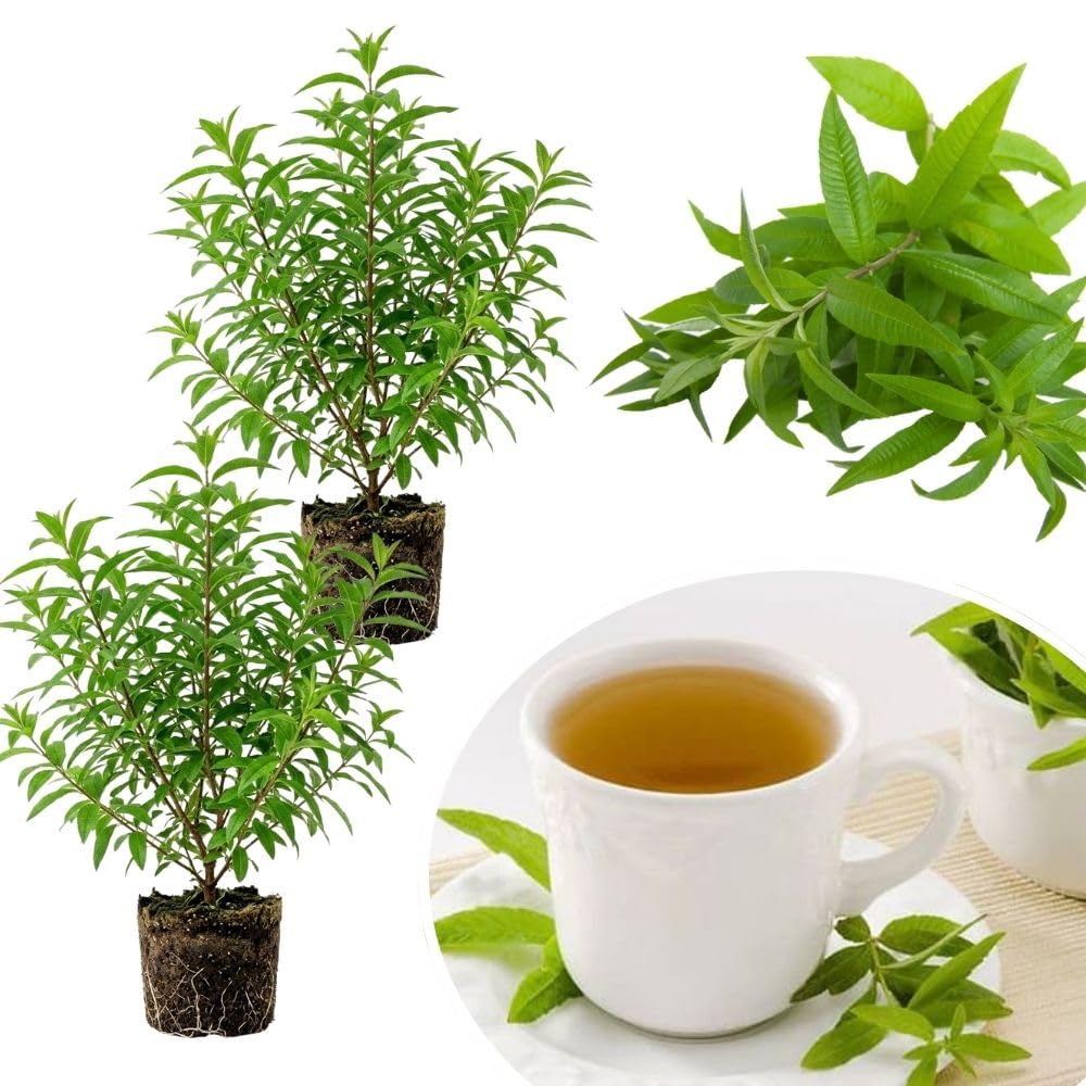 2 Live Lemon Verbena Plant, 3-5 Inches Tall, Fragrant Lemon Verbena Herb Plant for Garden Beds, Patio Pots, and Indoor Containers, No Pot