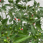 Sets 2 Chiltepin Pepper Live Plants in 4 Inc Pot, Very Well-Rooted 90 Days Old Super Hot Pepper Chili Plant for Spring Planting