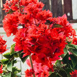 Combo 2 Bougainvillea Plants Live Trees, Outdoor Bougainvillea Plant for Trailing Flowering Vines or Bush Tree, 5-10” Tall, Well-Rooted Bougainvillea Vivid Red