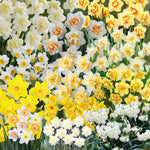 20 Daffodil Bulbs for Fall Planting, Spring-Blooming Narcissus Bulbs, Bulk Top Size Bulbs for Gardens, Borders and Flowerbeds Planting (Mixed Daffodil Bulbs)