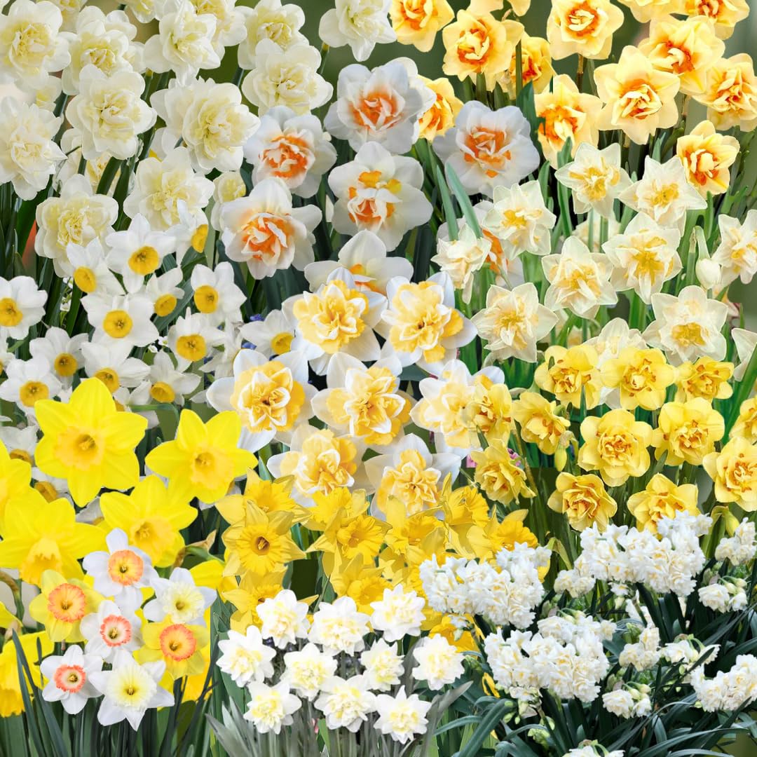 20 Daffodil Bulbs for Fall Planting, Spring-Blooming Narcissus Bulbs, Bulk Top Size Bulbs for Gardens, Borders and Flowerbeds Planting (Mixed Daffodil Bulbs)