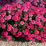 Sets 4 Perennial Verbena Live Plants Ground Cover or Trailing 1-4" Plugs, Pink Bloom, Outdoor Planting Spring