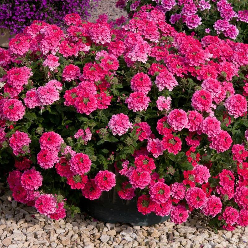 Sets 4 Perennial Verbena Live Plants Ground Cover or Trailing 1-4" Plugs, Pink Bloom, Outdoor Planting Spring