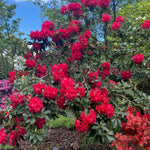 2 Red Azalea Plants Live 5-9" in Tall, Rhododendron Tree Live Plants Like, Established Root, Vibrant Bloom, Red