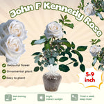 Rose Plant Live, Roses Bush Ready to Plant, 5-10 Inch Height, Ornamental Fragrant Flowers (White Rose)