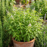 Lemon Verbena Plant Live, 3-5 Inch Tall, Lemon Verbena Herb Plant for Outdoor Garden, Indoor Growing, and Container Planting, No Pot