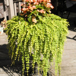 2 Golden Creeping Jenny Live Plants, 2-3 Inches Tall, Creeping Plant, Trailing Perennial Starter Plants for Home Garden Ground Cover