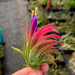 Set 25 of Live Air Plants, Red Tillandsia Air Plants Live Houseplants Indoor Outdoor Garden
