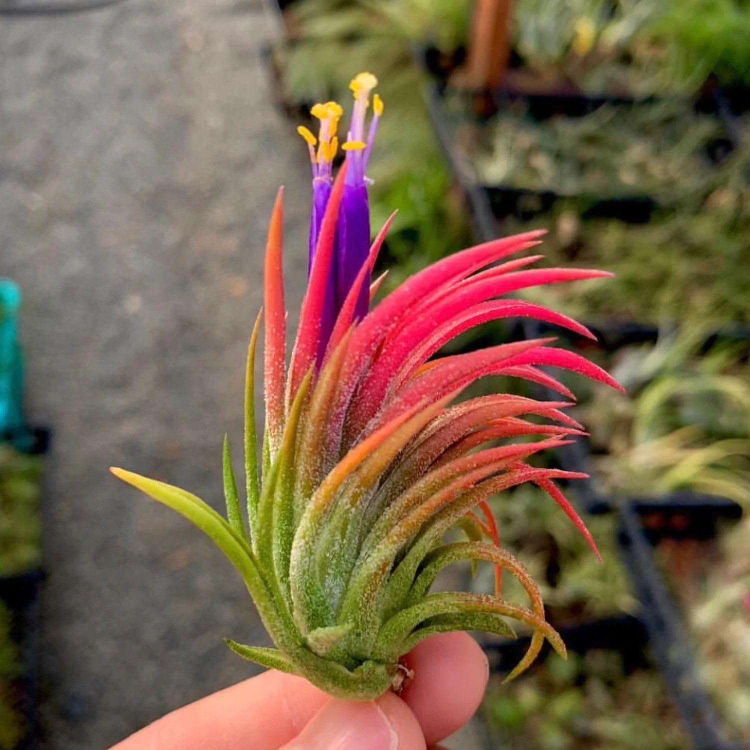 Set 25 of Live Air Plants, Red Tillandsia Air Plants Live Houseplants Indoor Outdoor Garden
