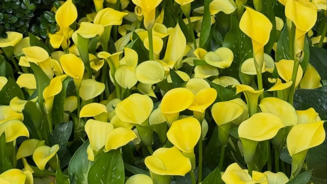 30-day healthy plant guarantee – fresh yellow calla lilies background