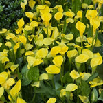 Pack 3 Yellow Calla Lily Bulbs - Calla Lily Flowering Bulbs for Garden and Containers, Easy to Grow Summer Blooms