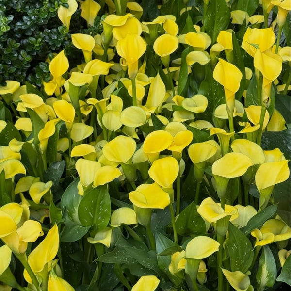 Pack 3 Yellow Calla Lily Bulbs - Calla Lily Flowering Bulbs for Garden and Containers, Easy to Grow Summer Blooms