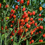 Set 6 Hot Pepper Live Plants, 90 Days Old Live Pepper Chili Plant for Spring Planting (Red Jolokia Ghost)