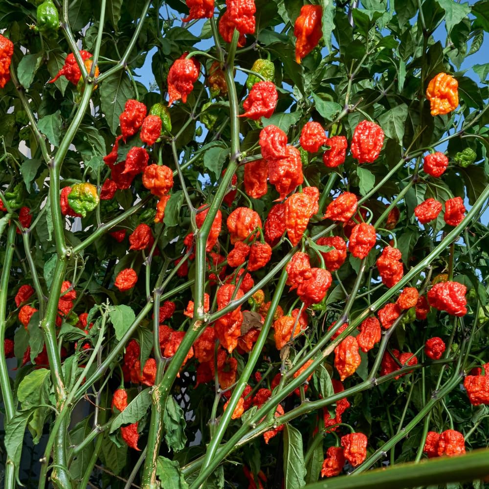 Set 6 Hot Pepper Live Plants, 90 Days Old Live Pepper Chili Plant for Spring Planting (Red Jolokia Ghost)