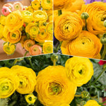 25 Ranunculus Bulbs for Spring Planting, Perennial Flowers Bulbs for Gardens, Vibrant Peony Buttercup Corms for Outdoor Borders (Yellow Ranunculus)